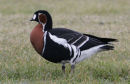 Red -breasted Goose